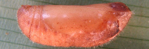 Pupae